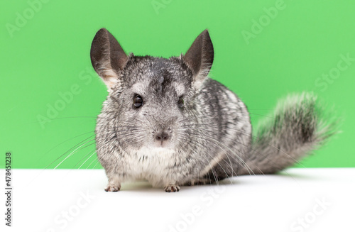 Chinchilla on a white and green background