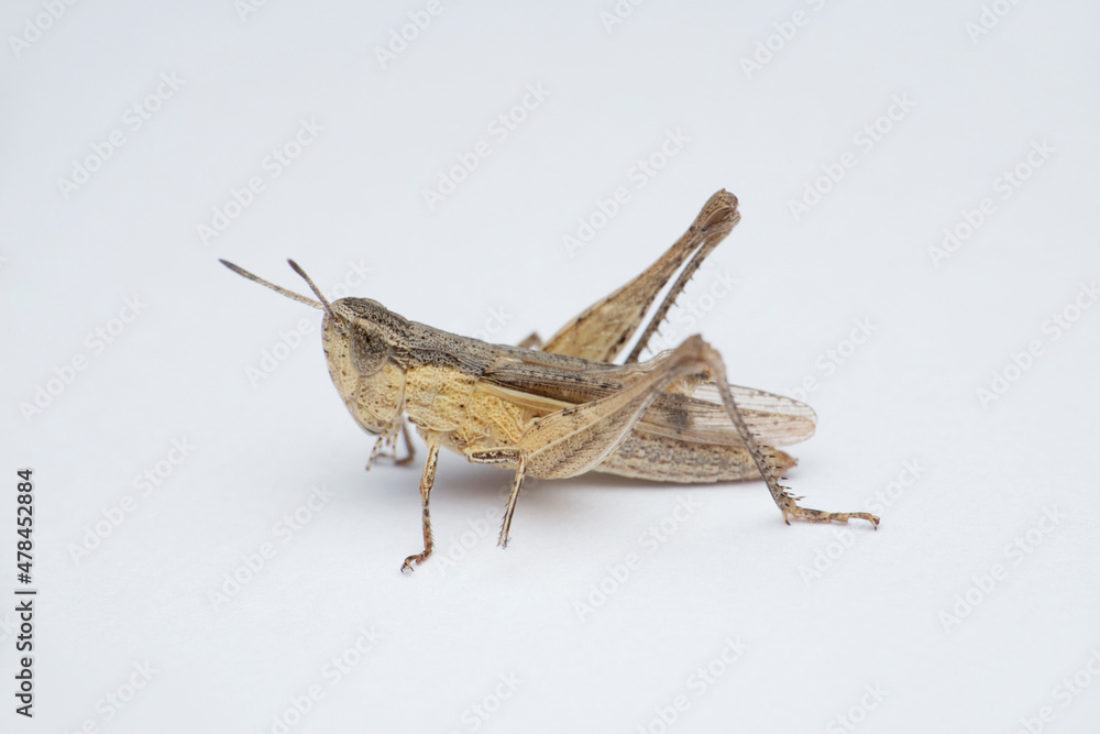 Grey grasshopper in white background, Satara, Maharashtra, India Grey grasshopper in white background, Satara, Maharashtra, India
