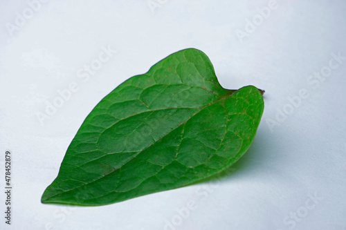 Ayurvedic leaf of Malabar spinac or mayalu, Basella alba for piles, Satara, Maharashtra, India photo