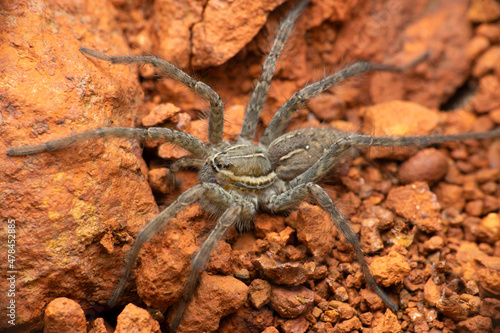 Giant funnel web spider  Hippasa species Satara  Maharashtra  India