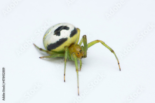 Kideney guarden spider, Araneus mitificus, Satara, Maharashtra, India photo