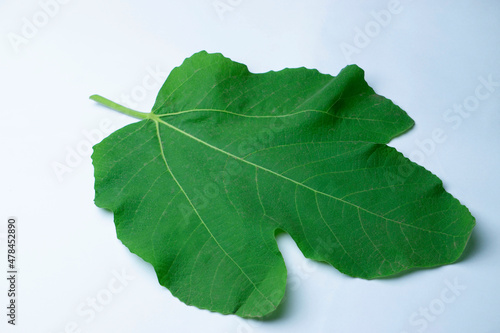 Leaf of fig tree, Ficus carica it leaves are used in traditional medicine to treat various ailments such as gastrointestinal, colic, indigestion, loss of appetite, and diarrheasatara maharashtra india