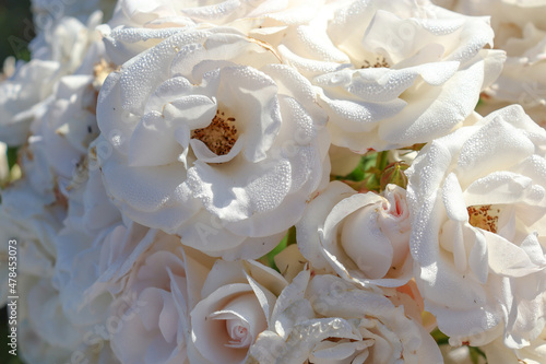 full frame of white rose blooms