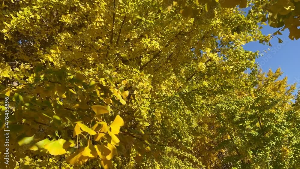 日本の四季 秋 イチョウ 日本の四季 秋 イチョウ