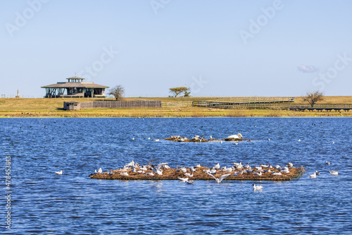 Colony with black-headed gulls and a bird watching tower on the beach photo