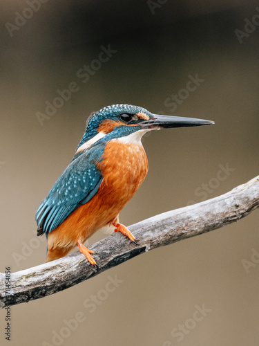 kingfisher on branch waiting for fishing