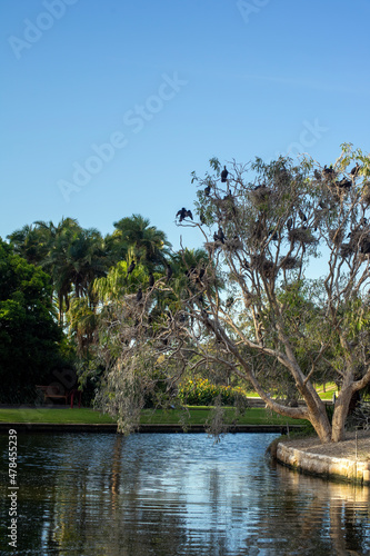 Photography Little black shags (phalacrocorax sulcirostris) perched in nesting tree in the b