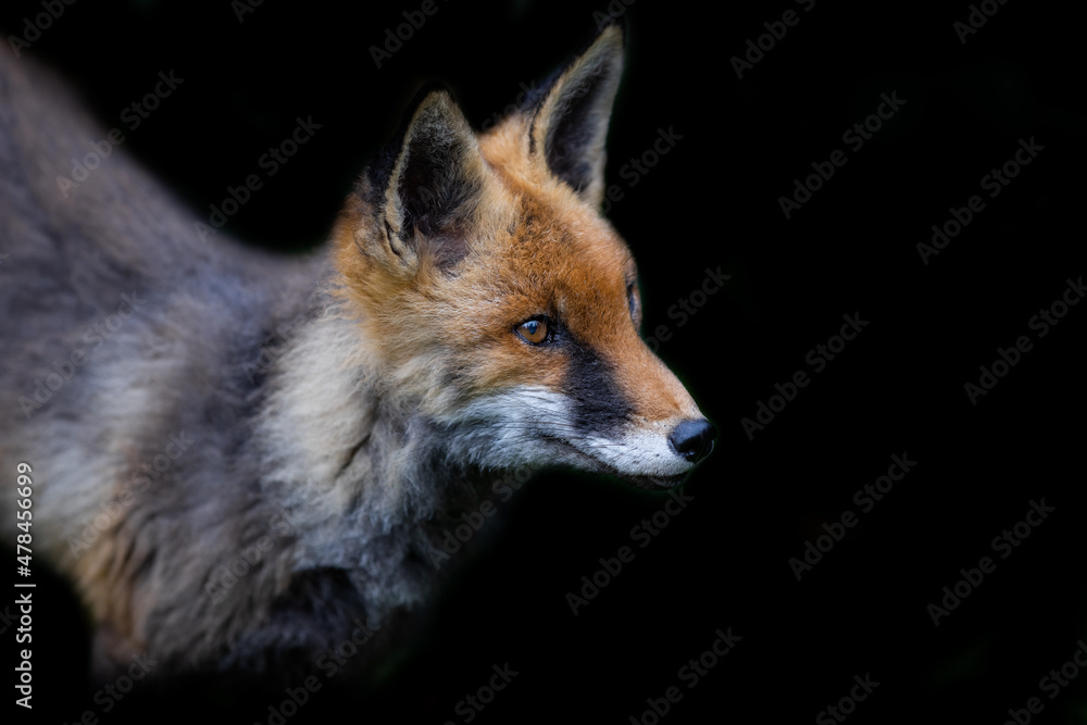 Fototapeta premium Red fox with a black background