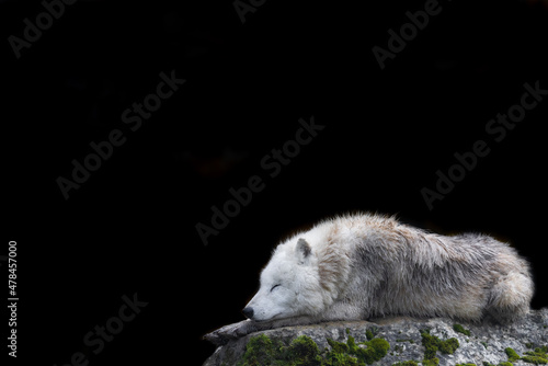 White wolf with a black background