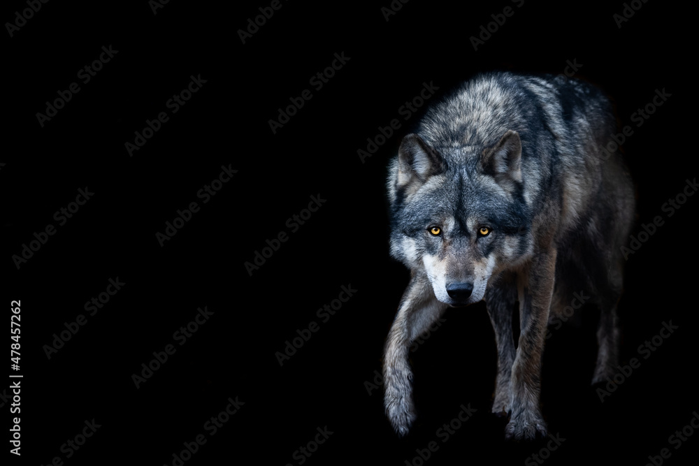 Grey wolf with a black background - obrazy, fototapety, plakaty 
