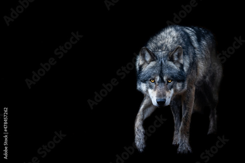 Grey wolf with a black background photo
