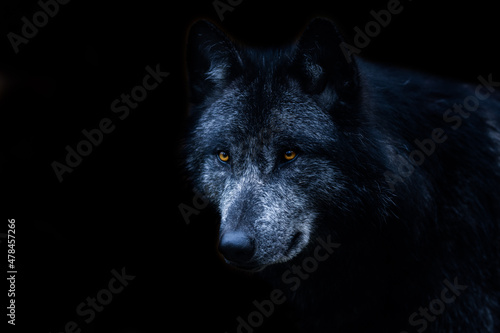 Black wolf with a black background © AB Photography