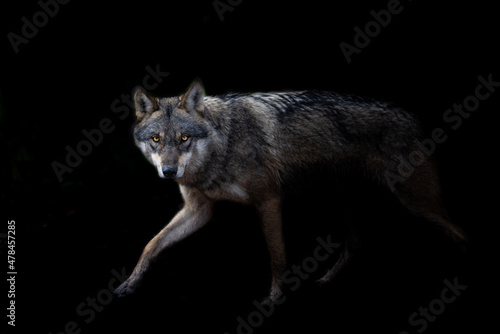 Grey wolf with a black background