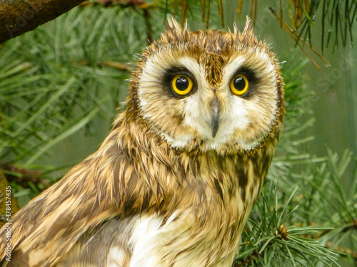 owl sitting on a green tree