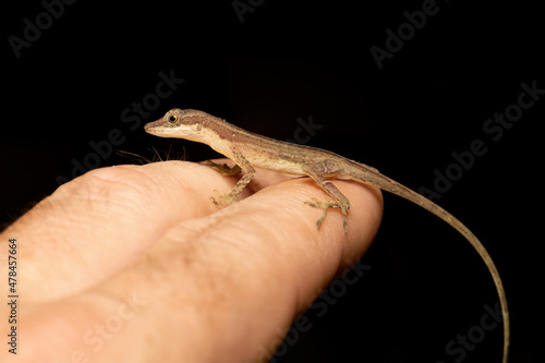 small and cute lizard Anolis limifrons on hand, Refugio de Vida Silvestre Cano Negro, Costa Rica wildlife photo