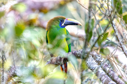 Emerald toucanet (Aulacorhynchus prasinus), small toucan. Beautiful bird at San Gerardo de Dota, Wildlife and birdwatching in Costa Rica.
