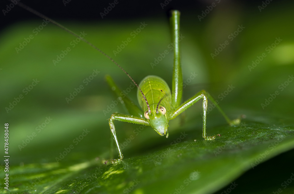 Insects -Beetle ,snail,grasshopper,dragon fly,frogs ,spiders,moth,caterpillars Insects -Beetle ,snail,grasshopper,dragon fly,frogs ,spiders,moth,caterpillars