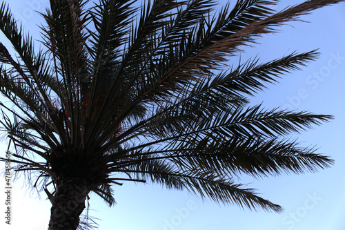 Palm tree  dates  blue sky