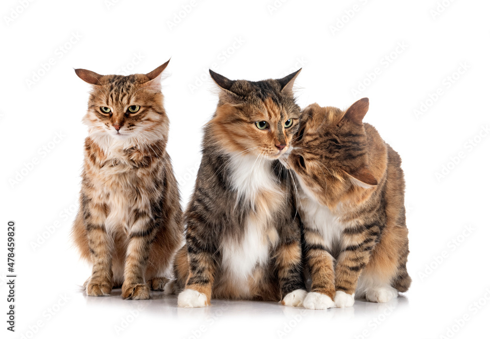 Obraz premium Kurilian Bobtails in studio