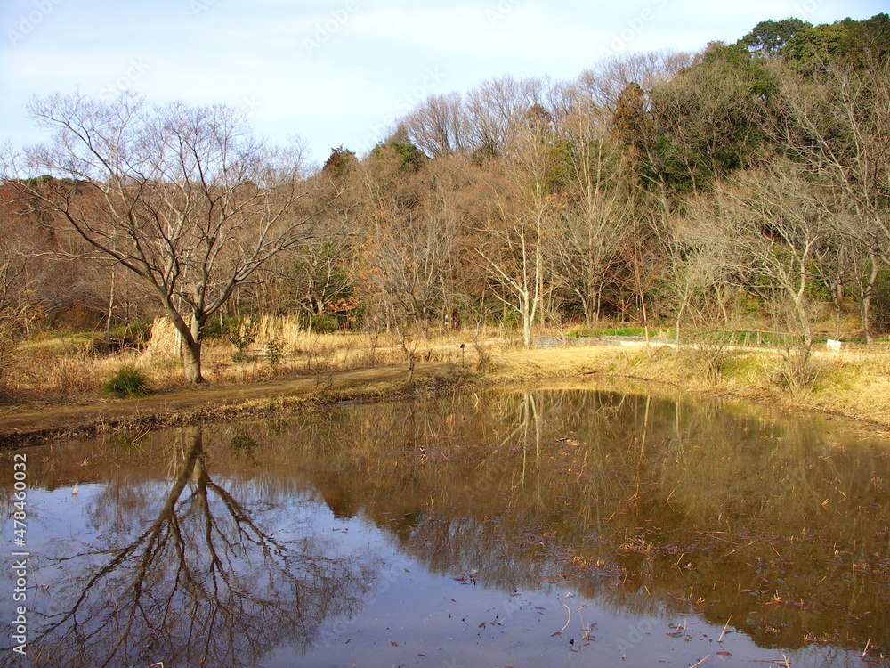 早春の池と枯れ木林のある風景