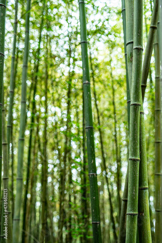 Fototapeta Naklejka Na Ścianę i Meble -  竹 - bamboo -