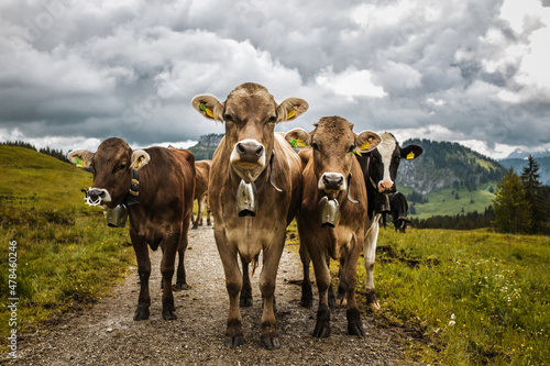 Allgäuer Kühe