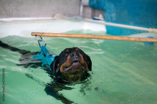 Фотография rottweiler  swimming in a swimming pool