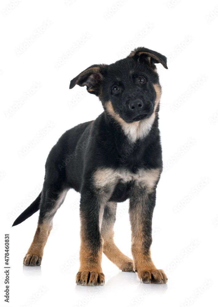 Fototapeta premium puppy german shepherd