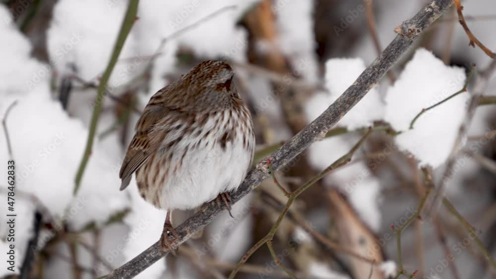 A song sparrow perched on a branch in the snow - isolated close up A song sparrow perched on a branch in the snow - isolated close up