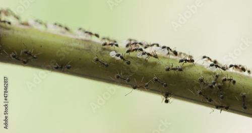 Black Ants Army marching busy carrying eggs and larvae up bamboo to new nest as others stand guard photo