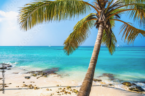 Fototapeta Naklejka Na Ścianę i Meble -  caribbean sea palm trees paradise