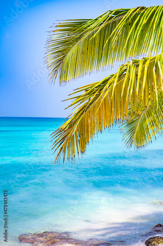 Fototapeta Naklejka Na Ścianę i Meble -  caribbean sea palm trees paradise