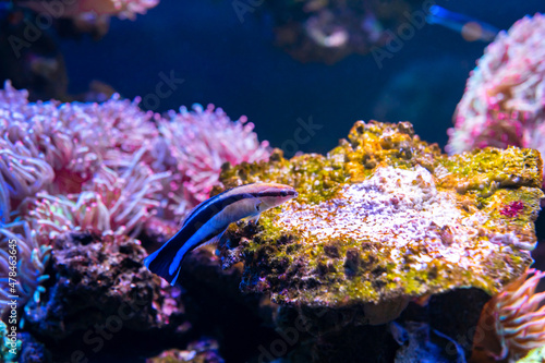 Foto bluestreak cleaner wrasse is marine fish live in the coral reef under the sea