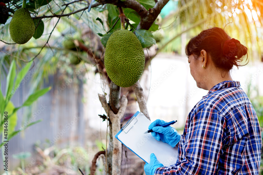 Female gardener is observing , inspecting,  analyzing growth and disease of jackfruit, write information on paper  in garden. Concept : Agriculture research. Organic farming.         