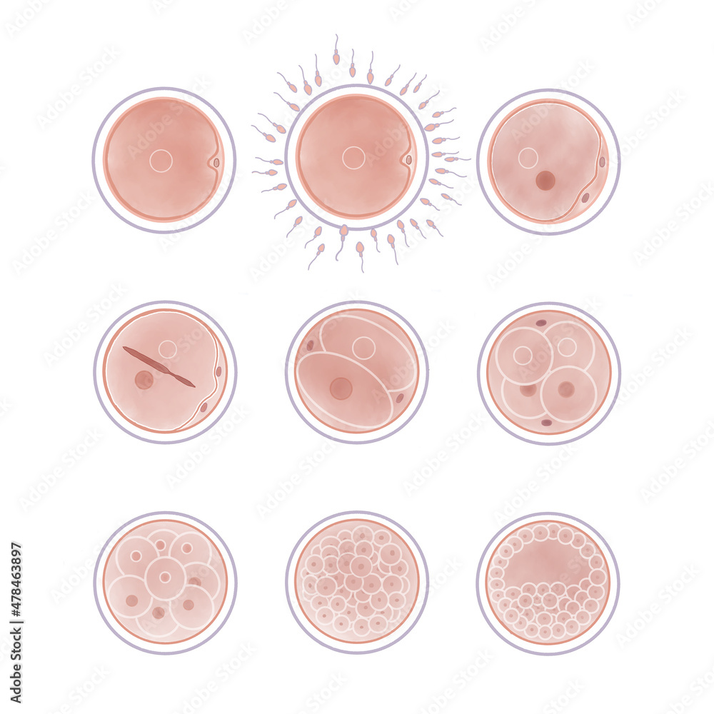 受精卵の成長過程の水彩イラスト Stock イラスト Adobe Stock