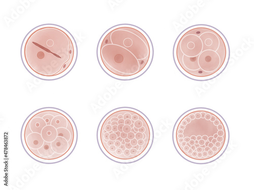 Fotografie, Obraz 受精卵の成長過程の水彩イラスト