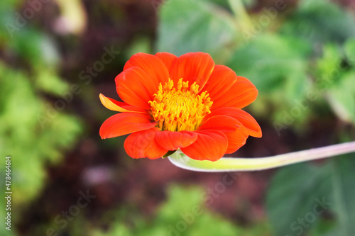 orange flower in the garden