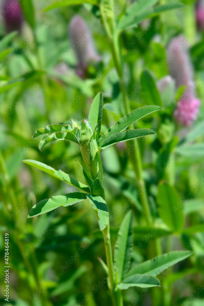 Red trefoil Red trefoil