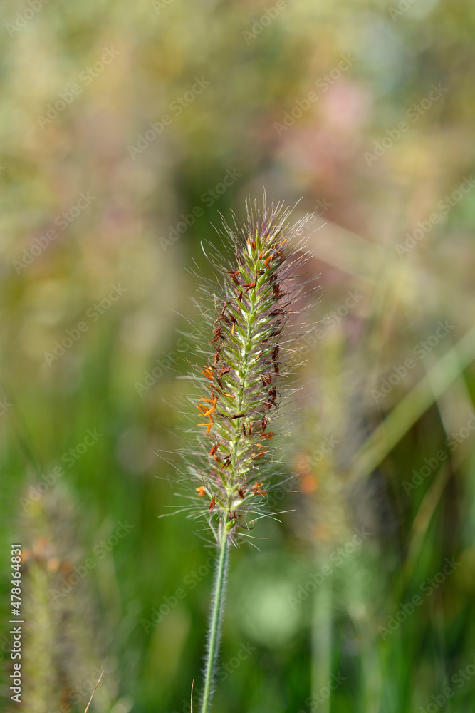 Fountain Grass Hameln