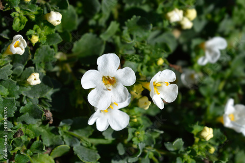 Ornamental bacopa