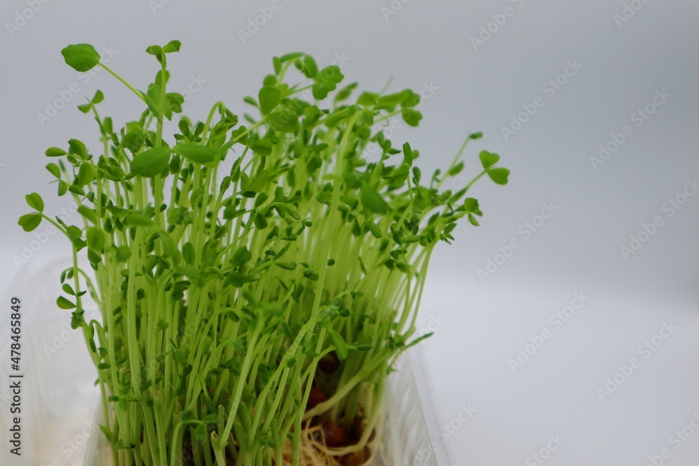 Obraz premium 成長した豆苗のクローズアップ