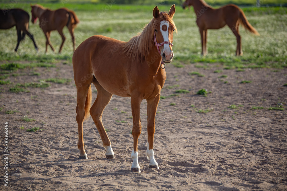 Fototapeta premium race horses in the meadow