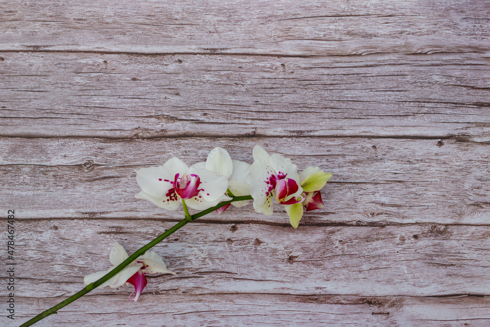 Branch of orchid phalaenopsis on wooden background. Top view, copy space