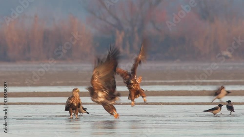 White-tailed eagle in winter lake