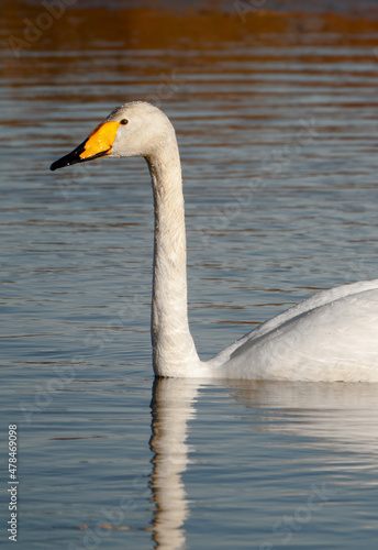 A whooper swan, or common swan, swimming in icy sea.