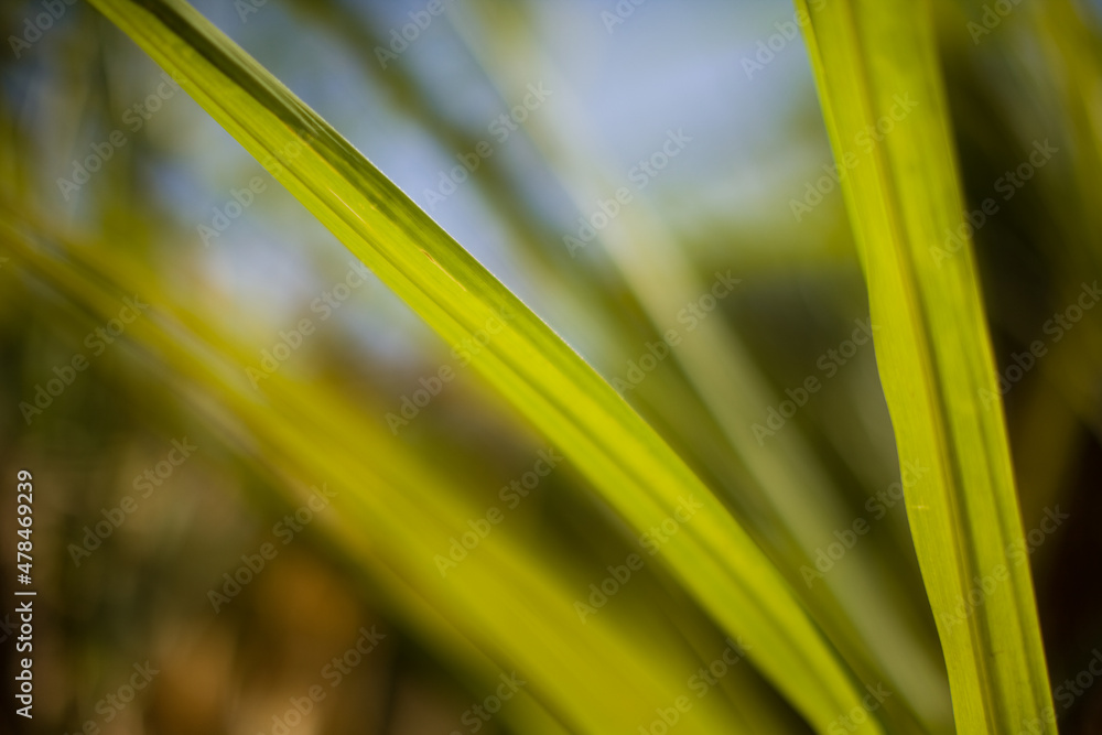 A sugar cane plantation field in Brazil. Agriculture concept A sugar cane plantation field in Brazil. Agriculture concept