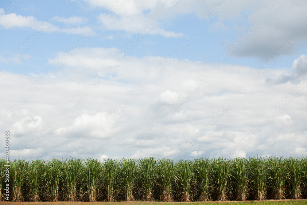A sugar cane plantation field in Brazil. Agriculture concept A sugar cane plantation field in Brazil. Agriculture concept
