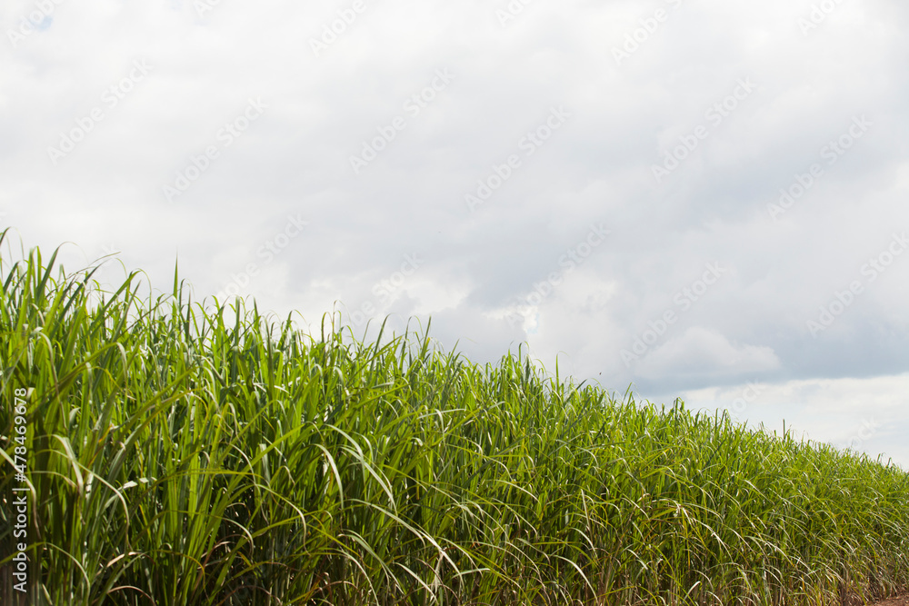 A sugar cane plantation field in Brazil. Agriculture concept A sugar cane plantation field in Brazil. Agriculture concept