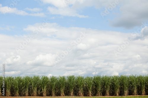 A sugar cane plantation field in Brazil. Agriculture concept