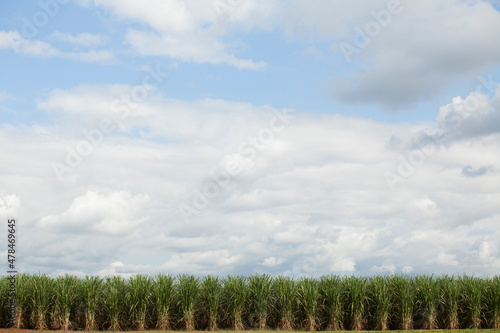 A sugar cane plantation field in Brazil. Agriculture concept